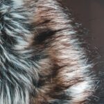 Photo fur vest